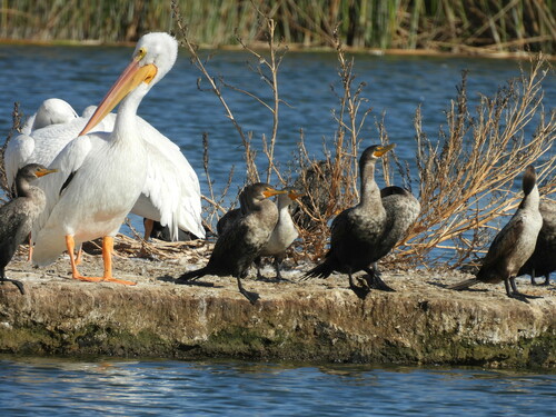 iNaturalist observation photo of Double-crested Cormorant