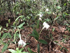 Mandevilla hypoleuca