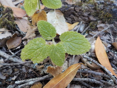 Stachys rigida rigida