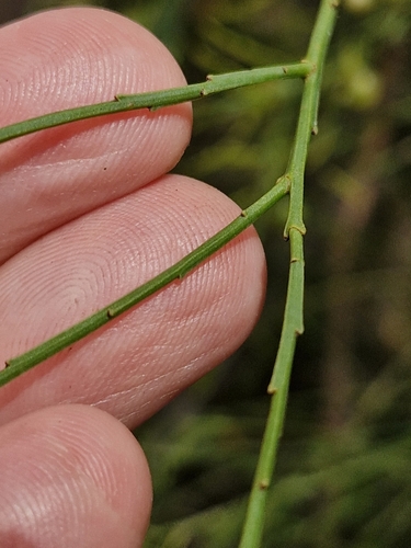 Image of Leptomeria acida by (c) ronavery, some rights reserved (CC BY)