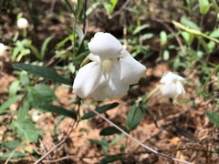 Mandevilla hypoleuca