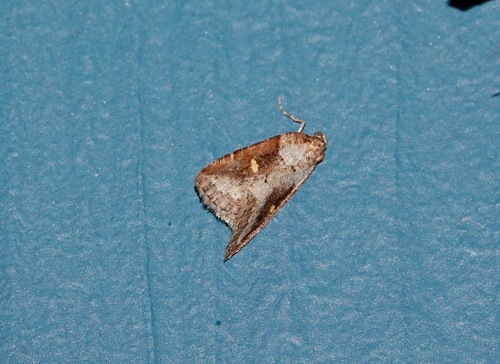 Lacaria monrosi