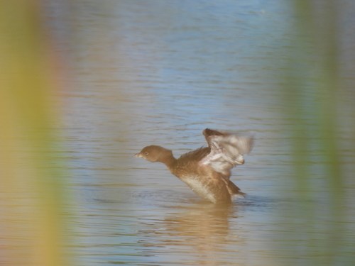 iNaturalist observation photo of Pied-billed Grebe
