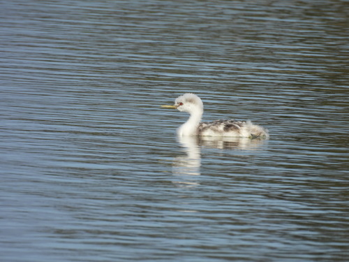 iNaturalist observation photo of Western and Clark's Grebes