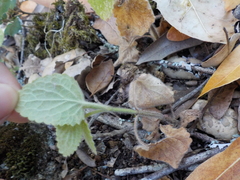 Stachys rigida rigida