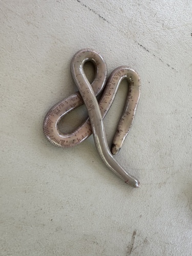Blackish Blind Snake sighting