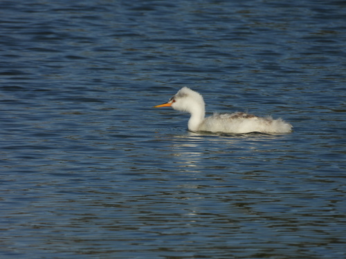 iNaturalist observation photo of Western and Clark's Grebes