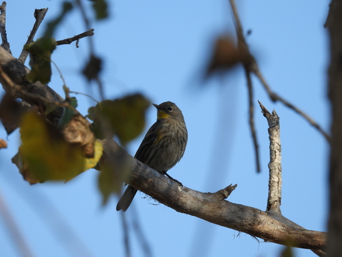 iNaturalist observation photo of Yellow-rumped Warbler