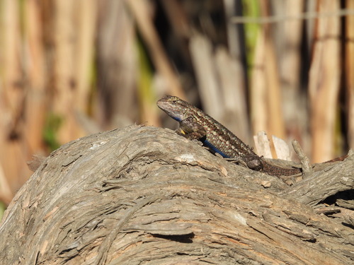 iNaturalist observation photo of Western Fence Lizard