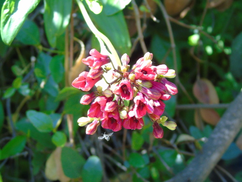 Bomarea salsilla (Bomarea salsilla)