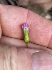 Emilia javanica, photograph Richard Fuller, CC0, iNaturalist via GBIF