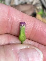 Emilia javanica, photograph Richard Fuller, CC0, iNaturalist via GBIF
