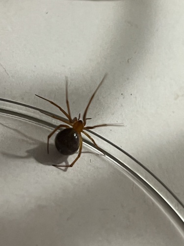 Red House Spider photo 3