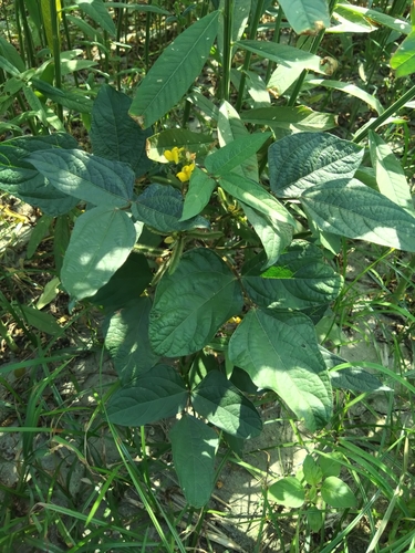 Vigna mungo iNat (3)