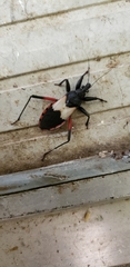 Microtomus purcis