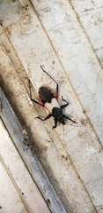 Microtomus purcis