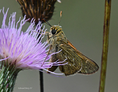 Hesperia attalus slossonae