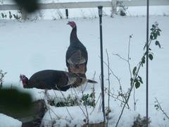 Meleagris gallopavo merriami