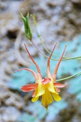 Aquilegia formosa
