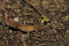 Anolis sacamecatensis