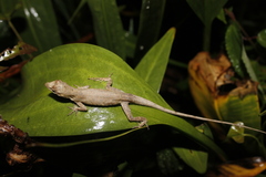 Anolis sericeus