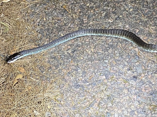 Common Tree Snake sighting