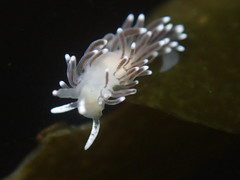 Cuthonella cocoachroma