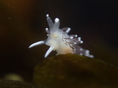 Cuthonella cocoachroma