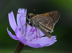 Hesperia attalus slossonae