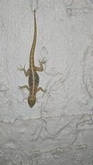 Cnemaspis mysoriensis