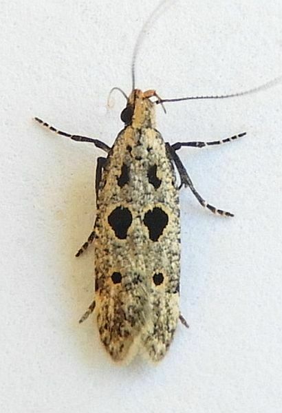 Black-spotted Twirler