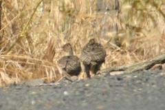 Meleagris gallopavo merriami