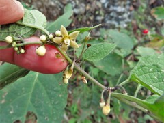 Witheringia mexicana