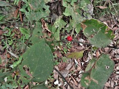 Witheringia mexicana