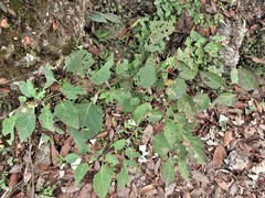 Witheringia mexicana