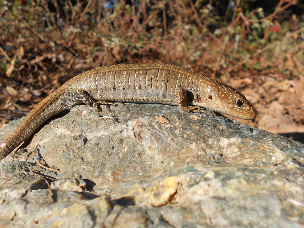 Oaxaca Alligator Lizard