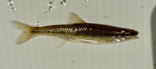 Ozark minnow (Notropis nubilus) — Cyprinidae — 2