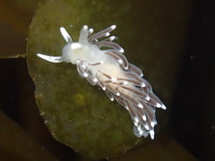 Cuthonella cocoachroma