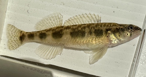 Blackside darter (Percina maculata) — Percidae — 2