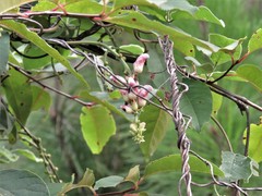 Canavalia septentrionalis