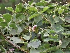 Canavalia septentrionalis