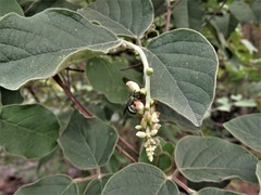 Canavalia septentrionalis