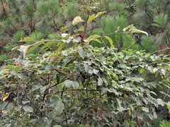 Canavalia septentrionalis