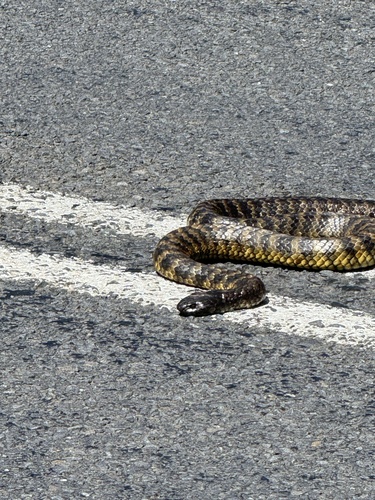 Tiger Snake sighting