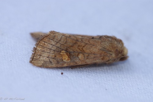 Eastern American Ear Moths photo 5