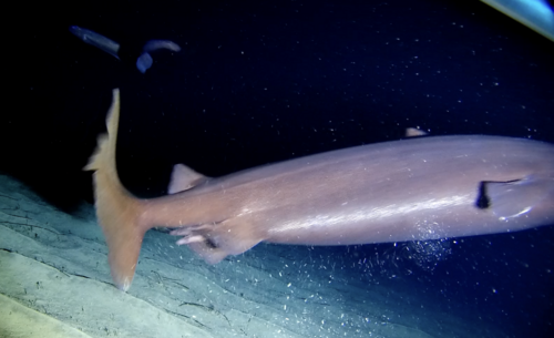 Portugese dogfish (Centroscymnus coelolepis) — Somniosidae — 4