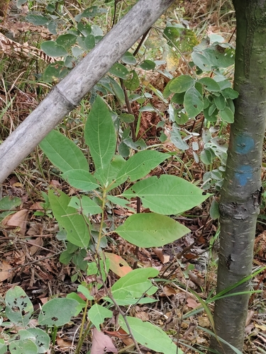 Chinese Sassafras