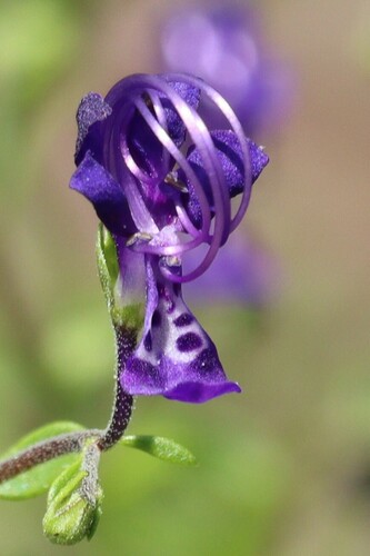 Trichostema