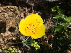 Calochortus concolor