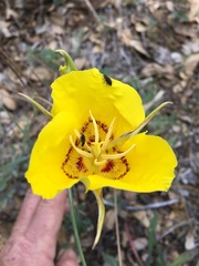 Calochortus concolor